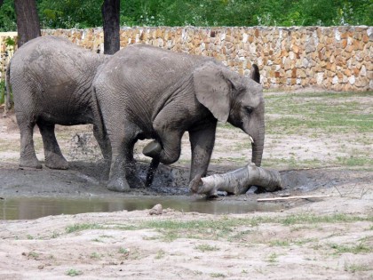 warszawskie-zoo-slonie