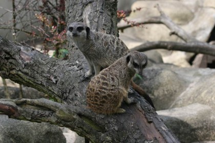 warszawskie-zoo-warszawa-7