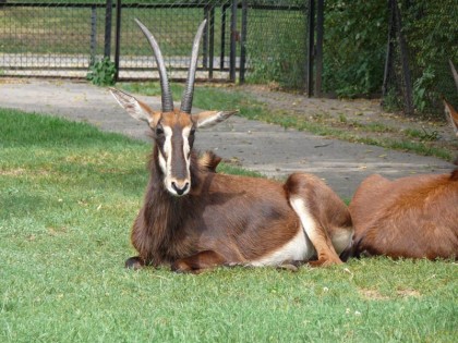 warszawskie-zoo-warszawa-8