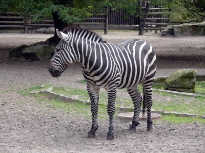 warszawskie-zoo-zebra